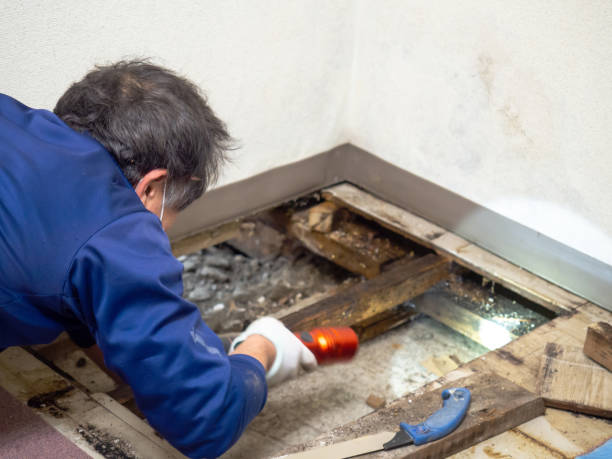 Best Best Mold Removal Companies  in Justin, TX