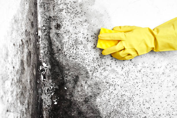 Best Commercial Mold Removal  in Justin, TX
