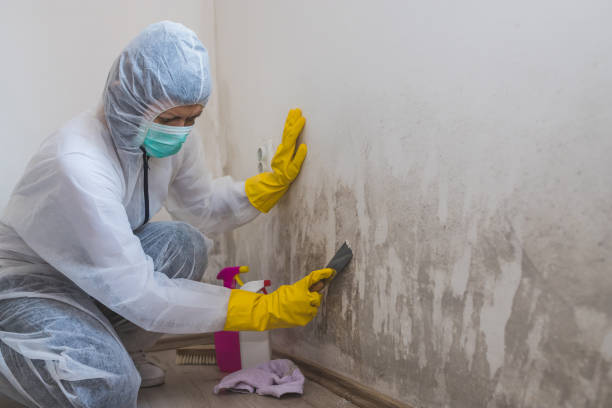 Best Affordable Mold Removal  in Justin, TX