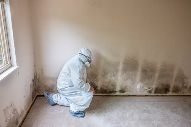 Trusted Justin, TX Mold Removal Experts