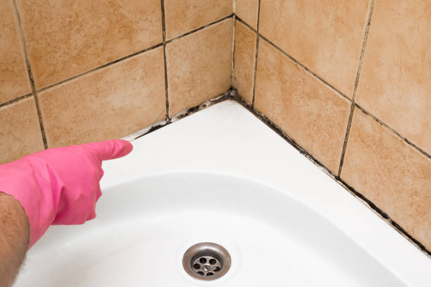 Best Home Mold Removal  in Justin, TX